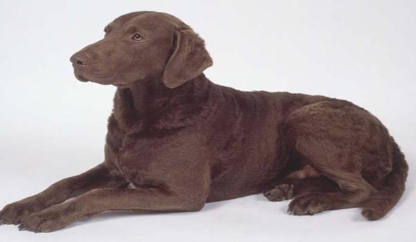 三角洲寻雪猎犬是什么(给我一张三角洲寻雪猎犬的图片) 三角洲寻雪猎犬是什么(给我一张三角洲寻雪猎犬的图片)